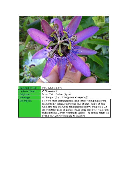 Sonia - Passion Flowers