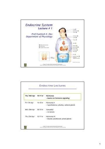 Endocrine System