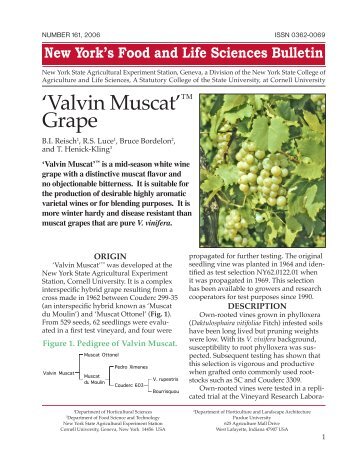 Valvin Muscat - Horticulture - Cornell University