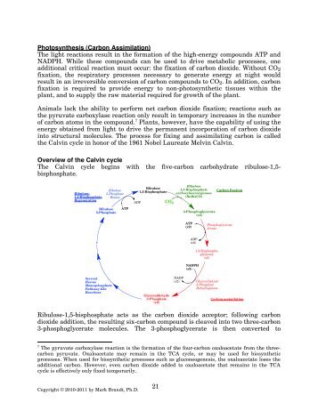 21 Photosynthesis (Carbon Assimilation) The light ... - Rose-Hulman