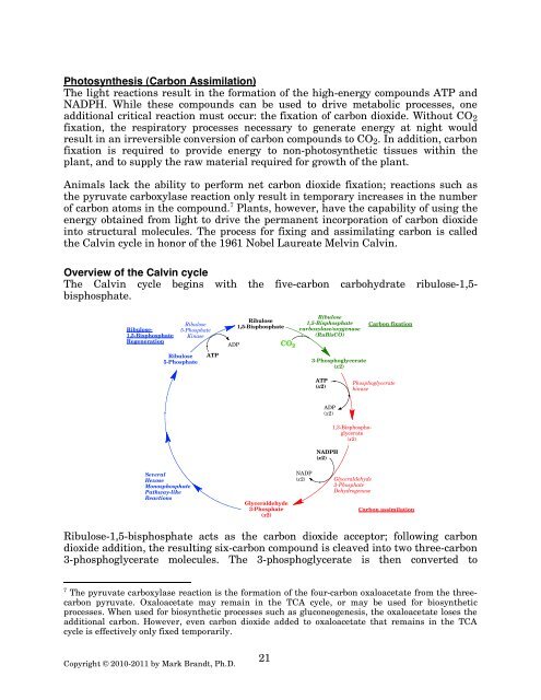 21 Photosynthesis Carbon Assimilation The Light Rose Hulman