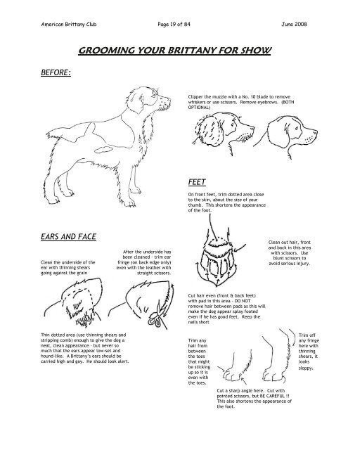Brittany spaniel hot sale haircut