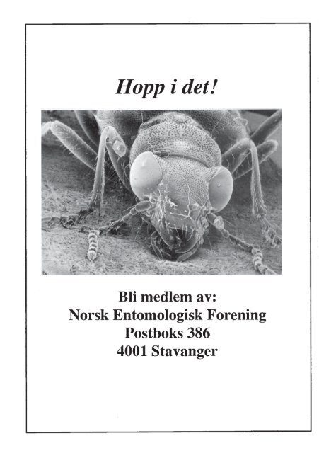 Gallmidd - Norsk entomologisk forening