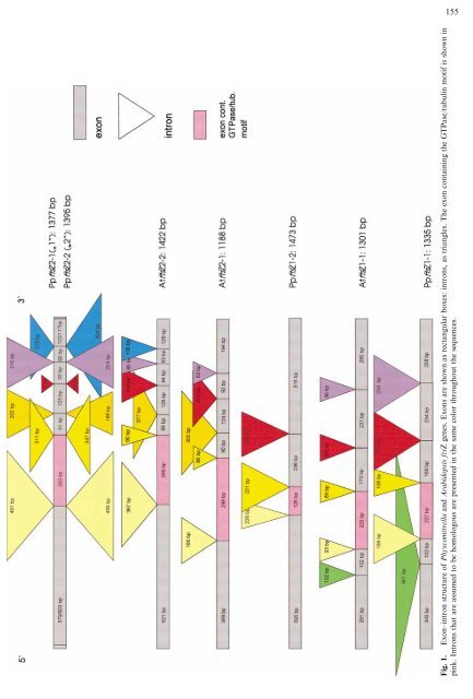 Diversification of ftsZ During Early Land Plant Evolution