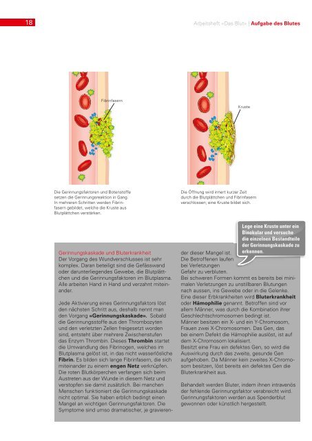 Das Blut Arbeitsheft - Weltblutspendetag 2013