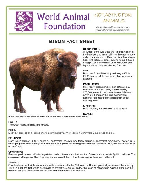 BISON FACT SHEET - World Animal Foundation