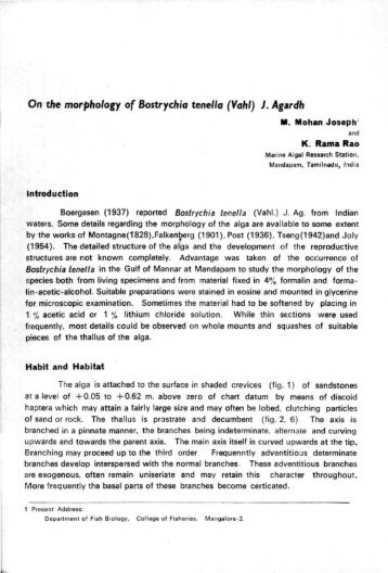 On the morphology of Bostrychia tenella (Vahl) 1 ... - Eprints@CMFRI