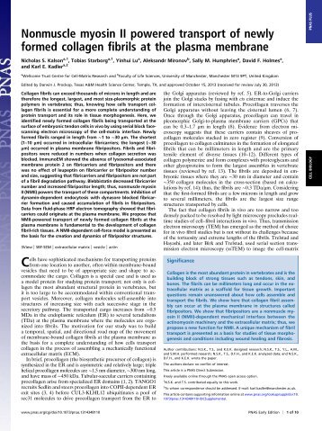 Nonmuscle myosin II powered transport of newly formed collagen ...