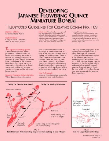 Flowering Quince Article - International Bonsai Arboretum