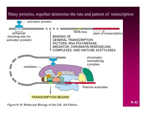 Transcription