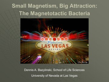 The Magnetotactic Bacteria