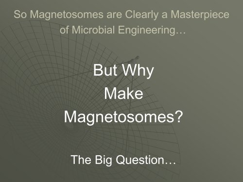 The Magnetotactic Bacteria
