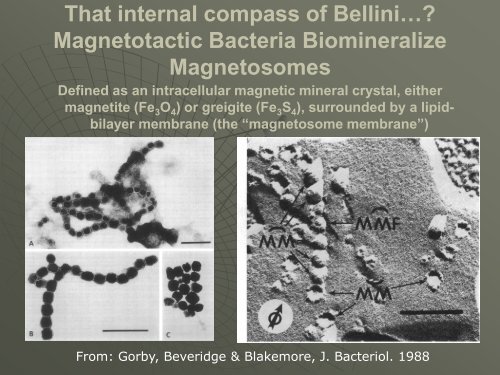 The Magnetotactic Bacteria