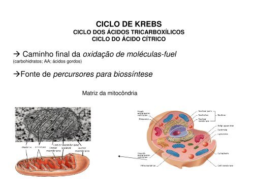 11 K_ Ciclo de Krebs.pdf - Ucg