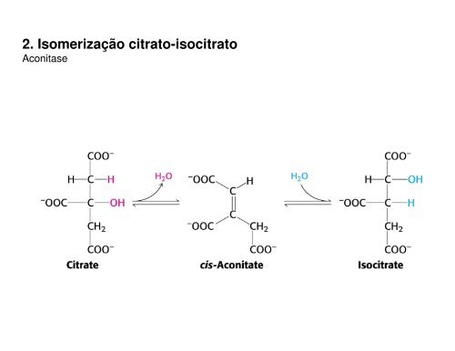 11 K_ Ciclo de Krebs.pdf - Ucg