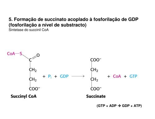 11 K_ Ciclo de Krebs.pdf - Ucg