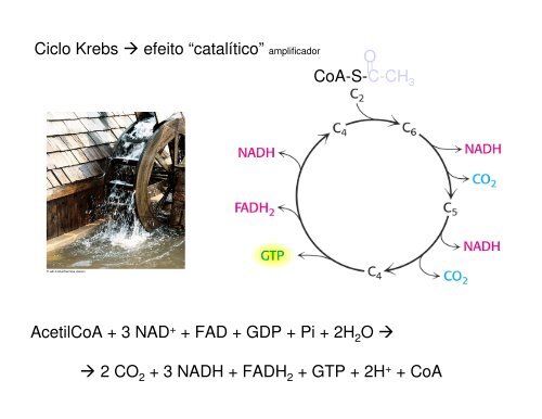 11 K_ Ciclo de Krebs.pdf - Ucg