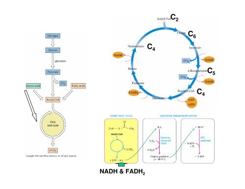 11 K_ Ciclo de Krebs.pdf - Ucg