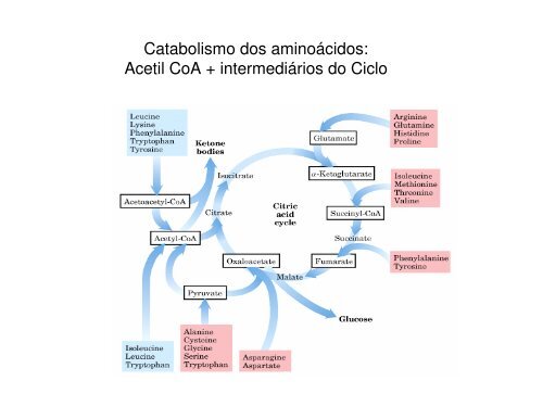 11 K_ Ciclo de Krebs.pdf - Ucg