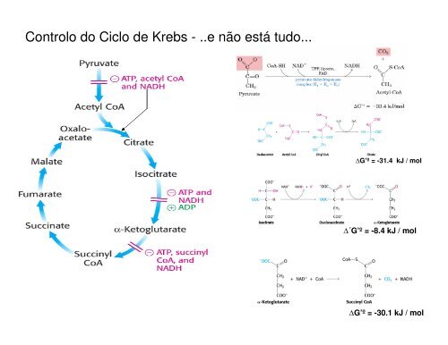 11 K_ Ciclo de Krebs.pdf - Ucg