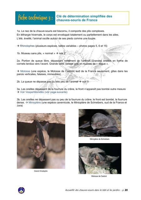 Accueillir des chauves-souris dans le bÃ¢ti et les jardins - SociÃ©tÃ© ...