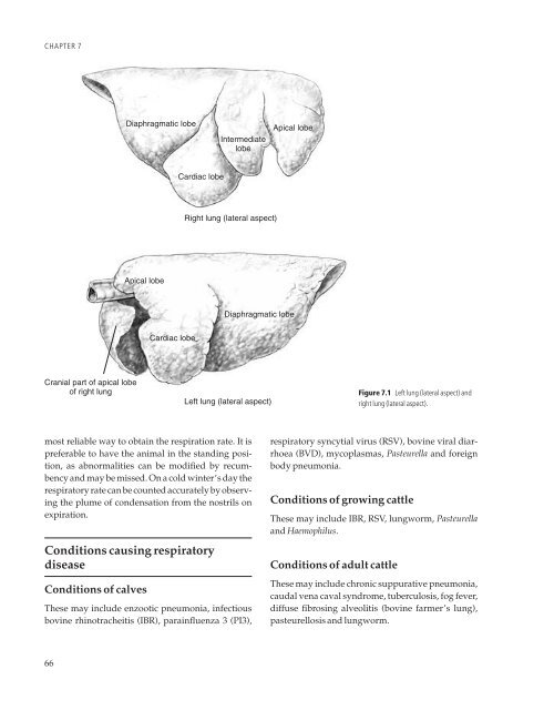 Clinical Examination of Farm Animals - CYF MEDICAL DISTRIBUTION