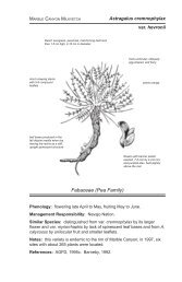 Astragalus cremnophylax var. hevronii
