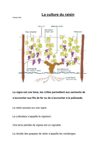 Sciences La culture du raisin + le raisin + le vin + ... - Professeur Phifix