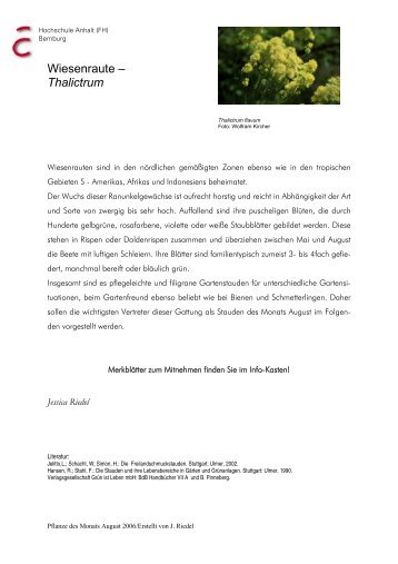 Thalictrum aquilegifolium, flavum, lucidum u. a. - prof-kircher.de