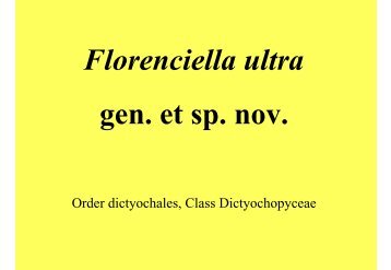 Florenciella ultra, a novel Dictyochophyte
