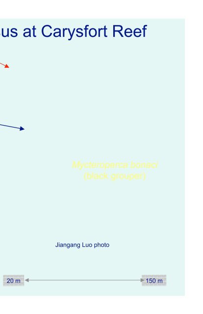 Geomorphology of grouper and snapper spawning aggregation ...