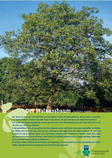 3010804 Walnuss A4 - Schutzgemeinschaft Deutscher Wald