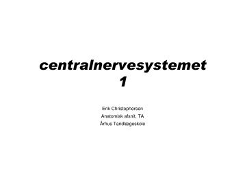 centralnervesystemet 1