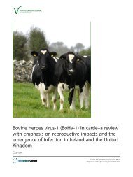 Bovine herpes virus-1 (BoHV-1) - Irish Veterinary Journal