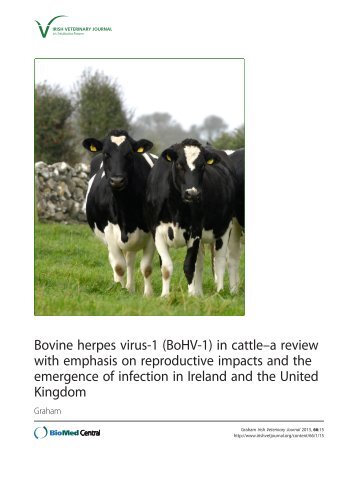 Bovine herpes virus-1 (BoHV-1) - Irish Veterinary Journal