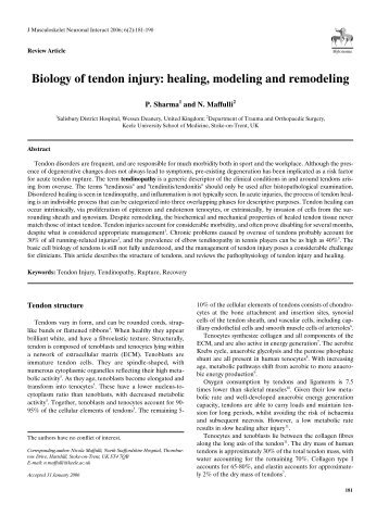 Biology of tendon injury: healing, modeling and remodeling