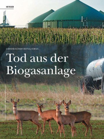 Tod Aus Der Biogasanlage - Wild und Hund
