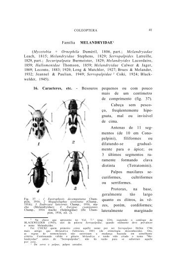 FamÃƒÂ­lia MELANDRYIDAE