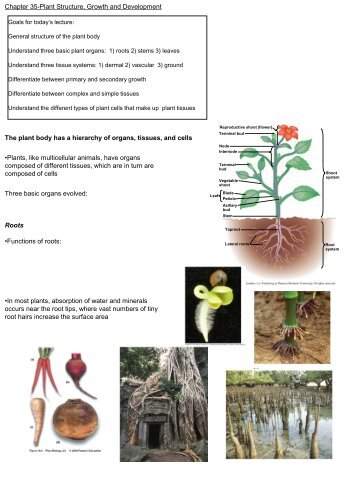 The plant body has a hierarchy of organs, tissues, and cells Ã¢Â€Â¢Plants ...