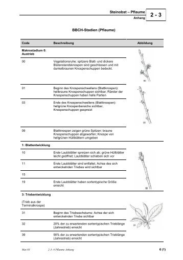 6 Pflaume Anhang.pdf - Obstbau