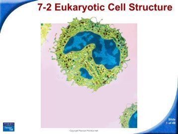 7-2 Eukaryotic Cell Structure