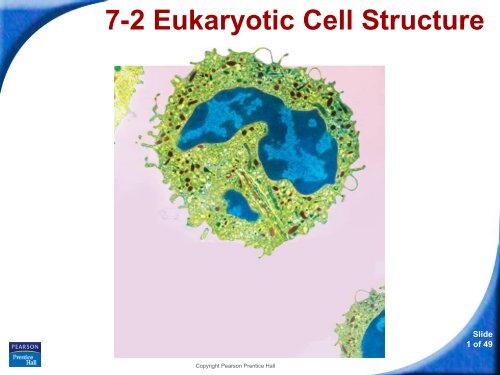 7-2 Eukaryotic Cell Structure