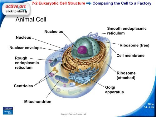 7-2 Eukaryotic Cell Structure