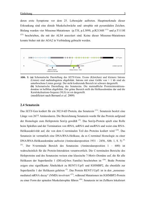 Ataxie mit okulomotorischer Apraxie Typ 2: Charakterisierung des ...