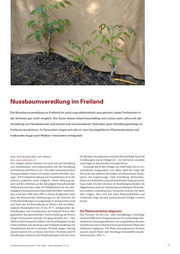 Nussbaumveredlung im Freiland - Walwal