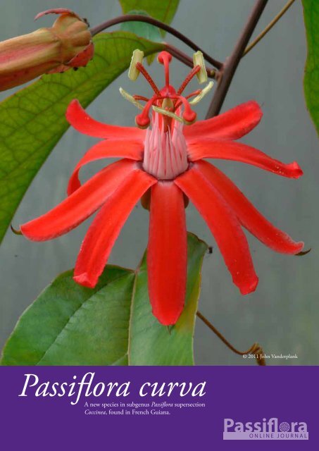 Issue 3 2013 Lo-res PDF - Passion Flowers