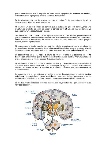 EL SISTEMA NERVIOSO - Emagister