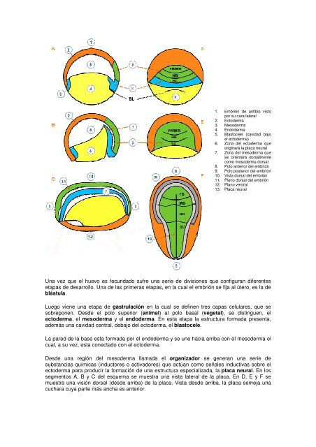 EL SISTEMA NERVIOSO - Emagister