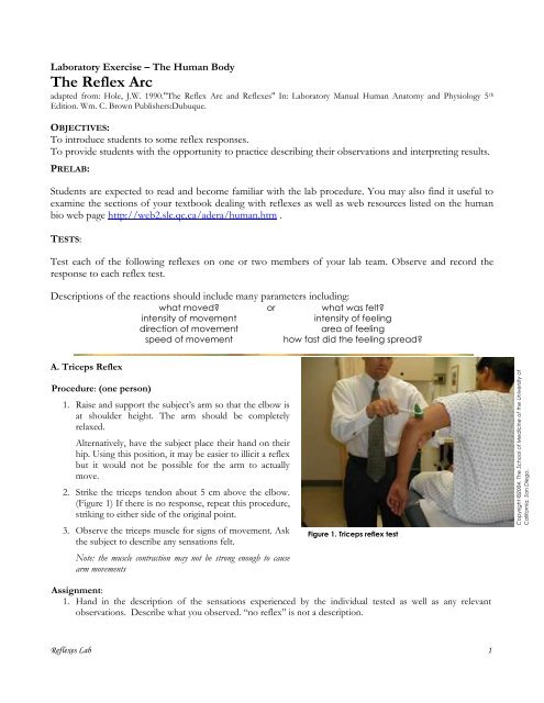 Quot The Reflex Arc And Reflexes Quot In Slc Home Page