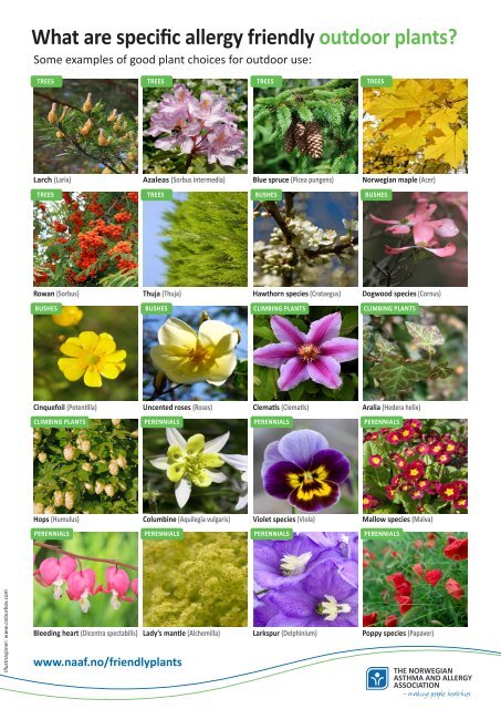 See list and illustrations of allergy friendly plants